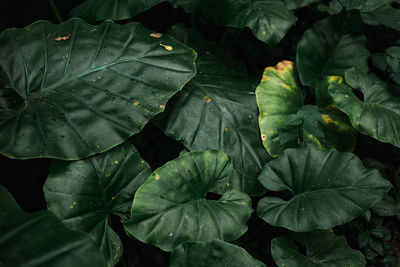 Full frame shot of leaves