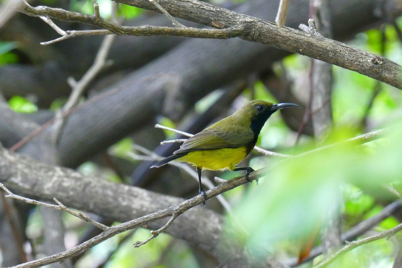 animal themes, animals in the wild, one animal, wildlife, branch, focus on foreground, tree, bird, perching, nature, full length, green color, selective focus, side view, leaf, outdoors, close-up, no people, day, twig