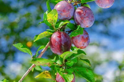 Blue plums ripe on a tree. summer harvest. healthy eating. fruits.