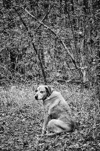 Dog sitting on grass