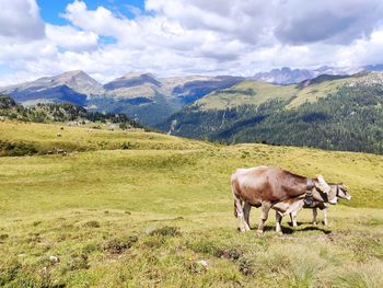 View of a horse on field