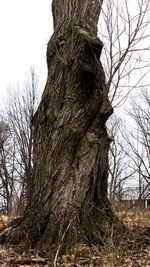 Low angle view of bare tree against sky