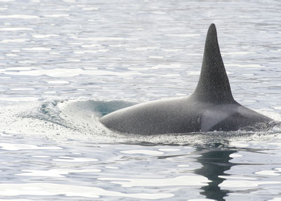 Killer whale swimming in sea at iceland