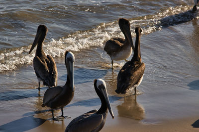 Ducks swimming in sea