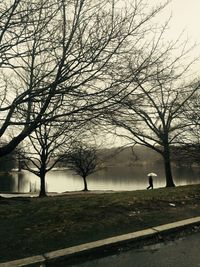 Bare trees on landscape