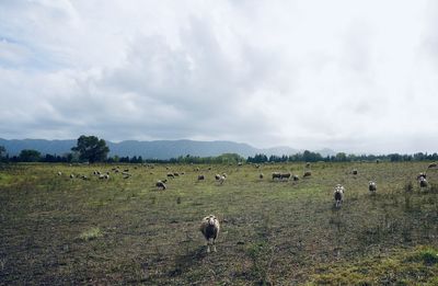 Flock of sheep in a meadow in provence