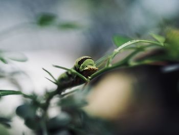 Close-up of insect on plant