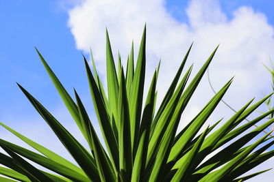 Plant against sky