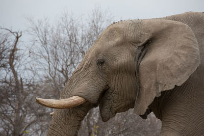 Side view of elephant