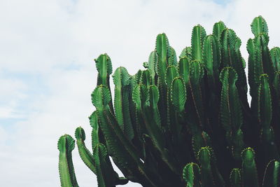 Low angle view of cactus plants against sky