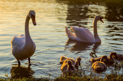 Swans swimming in lake