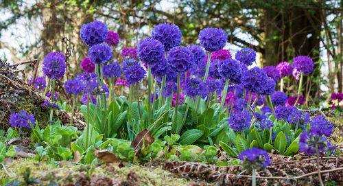 Close-up of lavender flowers in garden