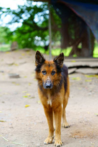 Portrait of dog standing on land