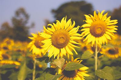 Close-up of yellow flowering plant