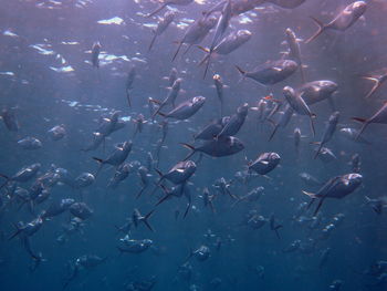 Fish swimming in sea