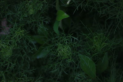 Full frame shot of plants