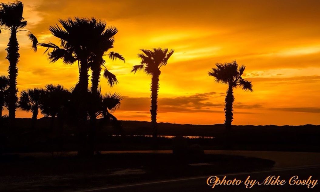 SILHOUETTE OF PALM TREES AT SUNSET