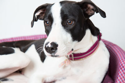 Close-up portrait of dog looking away