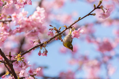 Close-up of pink cherry blossom