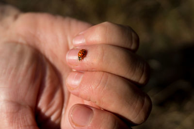 Close-up of hand holding insect