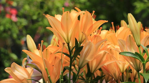 Close-up of orange lily