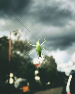 Close-up of insect on leaf