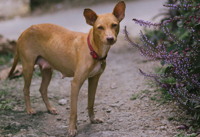 Portrait of dog standing on land