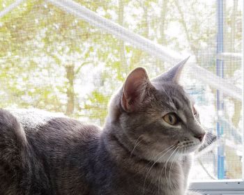 Close-up of cat sitting on window