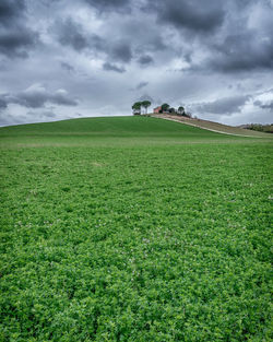 Scenic view of agricultural field against sky