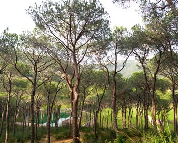 Trees in forest against sky