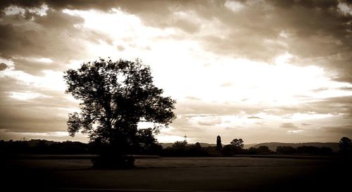 Silhouette tree on field against sky