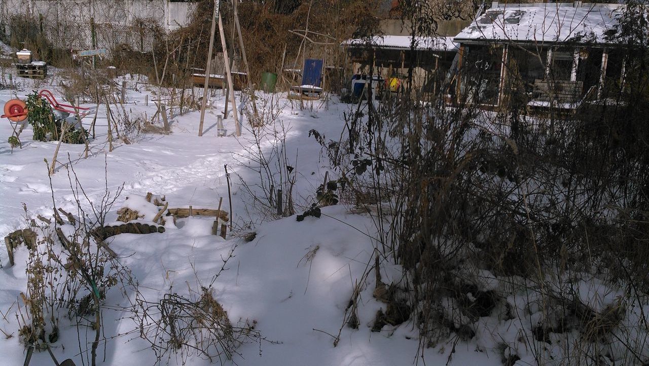 SNOW COVERED PLANTS AND TREES BY BUILDING