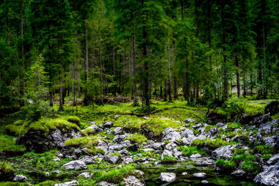 Trees in forest during autumn