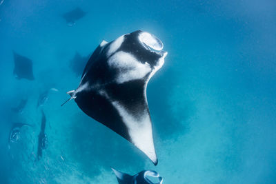 Wide angle view of a school of manta rays, in baa atoll ,madives