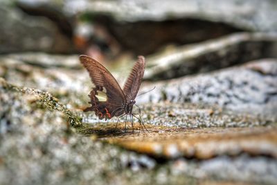 Beautiful junko butterfly twists and drink on the wet rock near the water falls