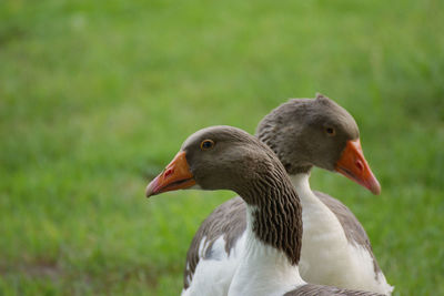 Close-up of bird on grass