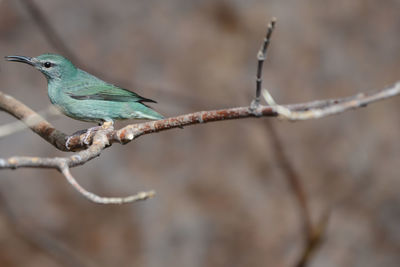 Close-up of twigs