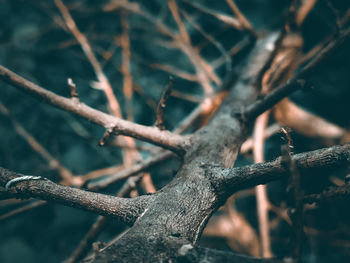 Low angle view of tree branch.