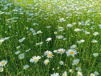 Close-up of white daisy flowers in field