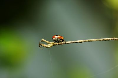 Close-up of insect on leaf