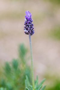 Close-up of purple flowering plant on field