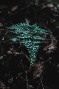 High angle view of plants on field during winter