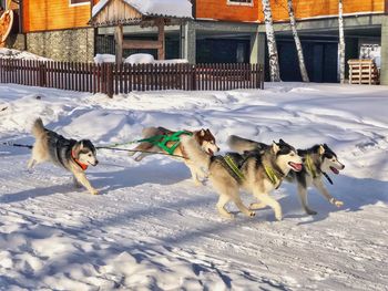 Dogs walking on snow covered field