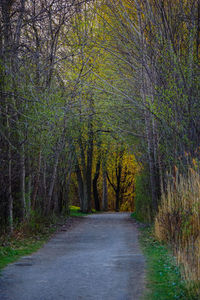 Road passing through trees