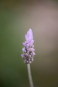 Close-up of purple flowering plant