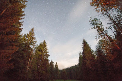 Low angle view of trees in forest against sky