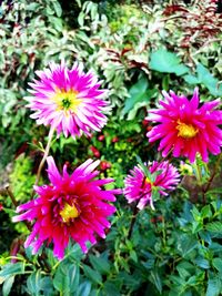 Close-up of pink flowers blooming outdoors