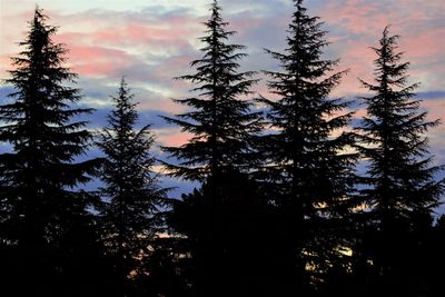 Low angle view of silhouette trees against sky during sunset