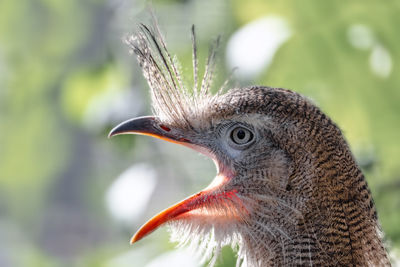 Close-up of a bird looking away