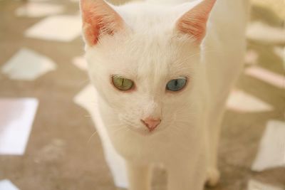 Close-up portrait of a cat